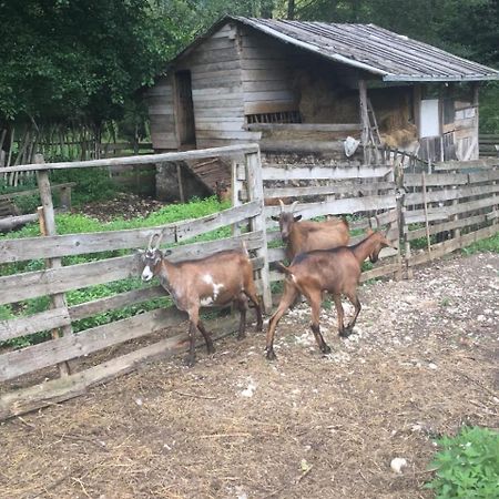 Eco Camp Dzogaska Vrela Ξενοδοχείο Πλιέβλια Εξωτερικό φωτογραφία
