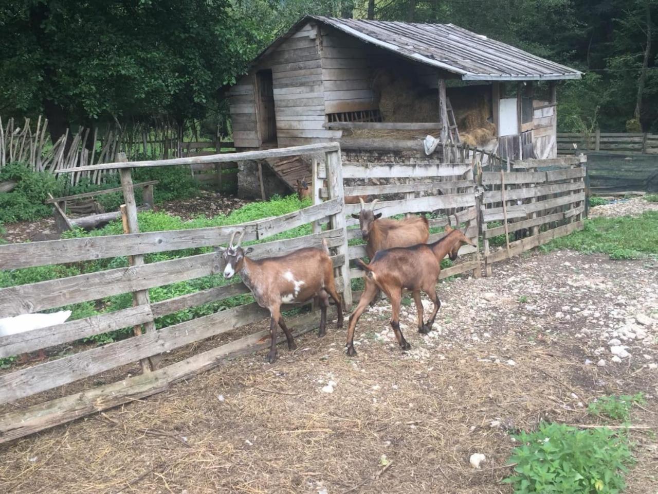 Eco Camp Dzogaska Vrela Ξενοδοχείο Πλιέβλια Εξωτερικό φωτογραφία